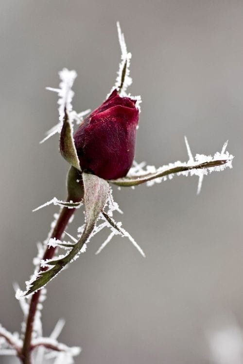 A Rose and A Flute